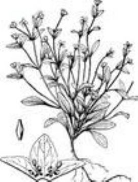 Solanum Nigrum Saponin 